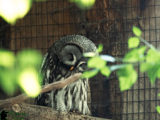 Blende: F/ 2.8 | Belichtungszeit: 1/320sek. | ISO: 1600 | Brennweite: 150mm (KB: 300mm)