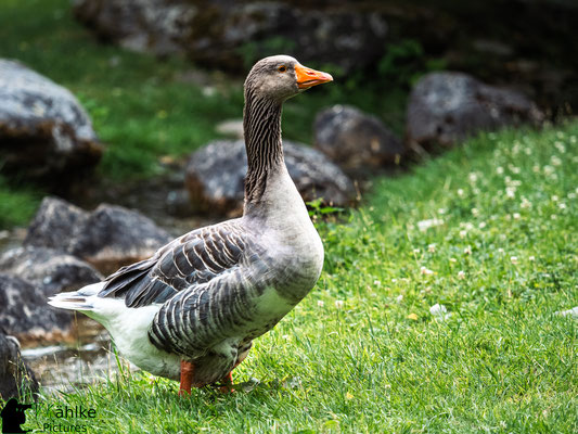 Blende: F/ 3.2 | Belichtungszeit: 1/1250sek. | ISO: 250 | Brennweite: 130mm (KB: 260mm)