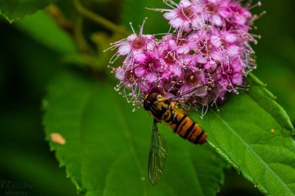 Schwebefliege