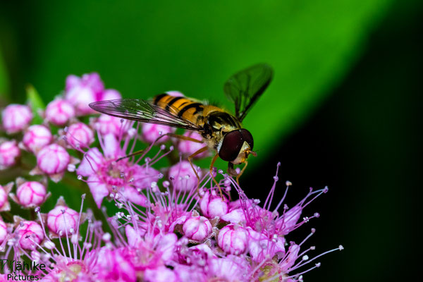 Schwebefliege