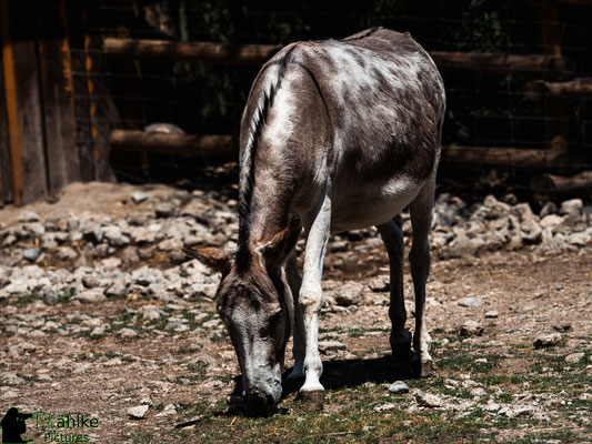 Blende: F/ 3.5 | Belichtungszeit: 1/5000sek. | ISO: 200 | Brennweite: 142mm (KB: 284mm)