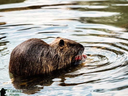 Blende: F/ 3.2 | Belichtungszeit: 1/1250sek. | ISO: 200 | Brennweite: 150mm (KB: 300mm)