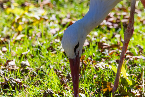 Storch