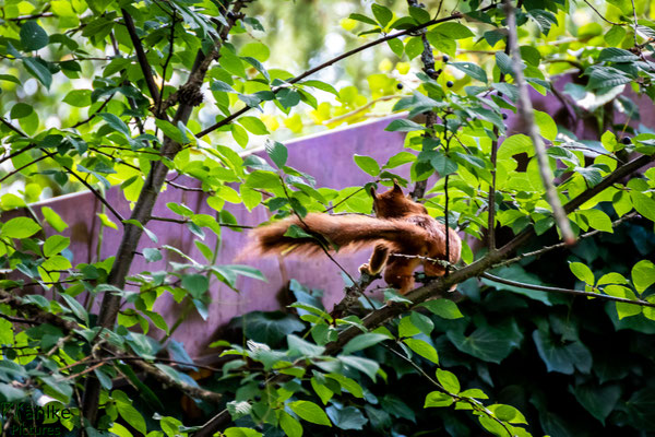 Eichhörnchen