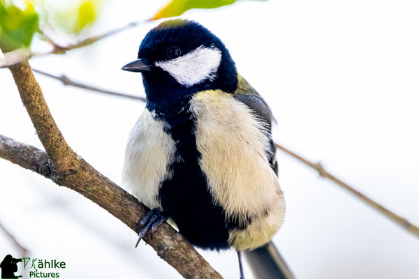 Canon 80D | Sigma 150-600 Contemporary (600mm) | Blende: F/ 6.3 | Belichtungszeit: 1/800sek. | ISO 2000