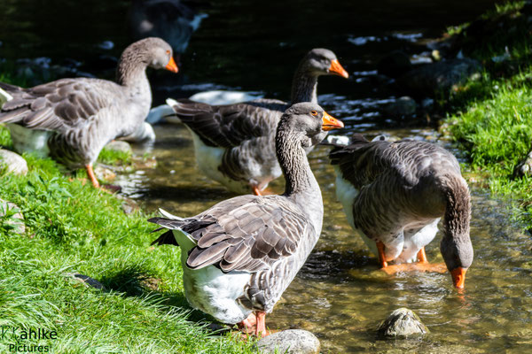 Gans