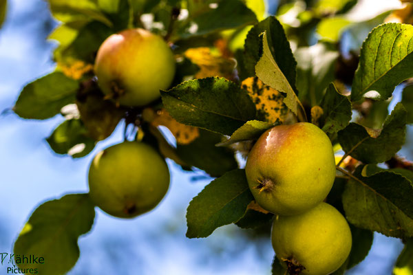 Canon 80D | Sigma 105mm 2.8 Macro | Blende: 5.6 | Verschlusszeit: 1/250sek. | ISO: 100