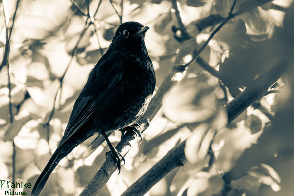 Amsel
