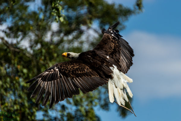 Adler