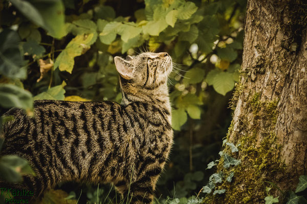 Katze