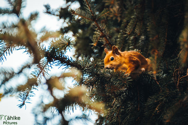 Eichhörnchen