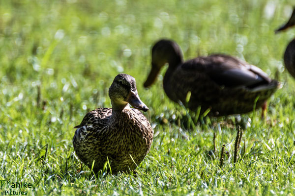 Ente