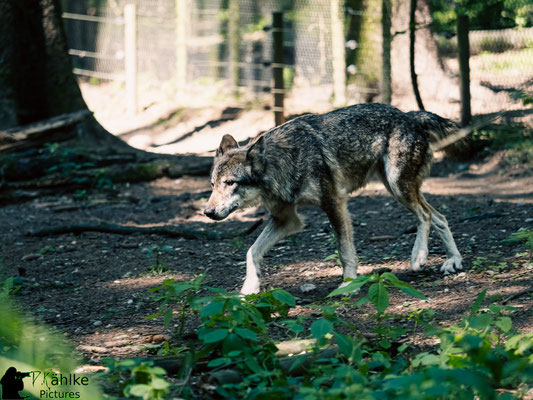 Blende: F/ 2.8 | Belichtungszeit: 1/250sek. | ISO: 320 | Brennweite: 150mm (KB: 300mm)