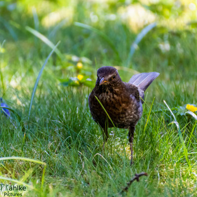 Amsel