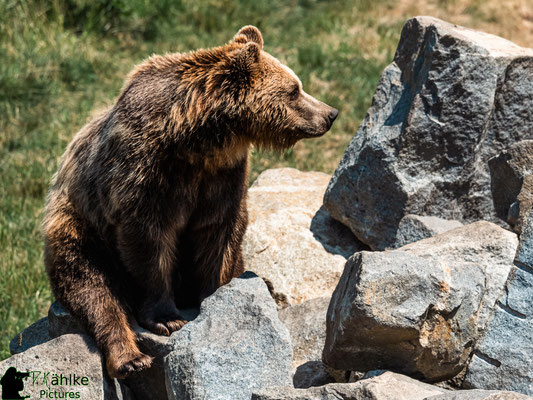 Blende: F/ 3.5 | Belichtungszeit: 1/2500sek. | ISO: 200 | Brennweite: 150mm (KB: 300mm)