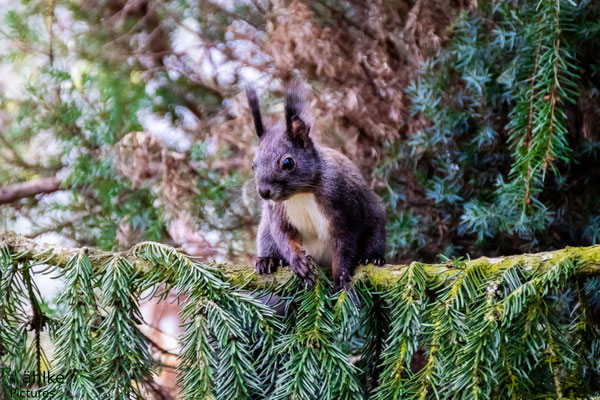 Eichhörnchen
