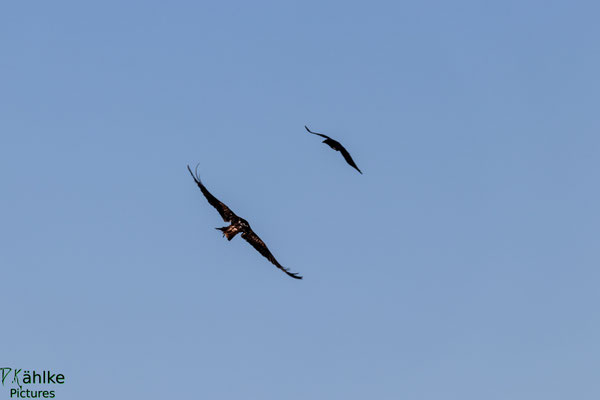 Falke