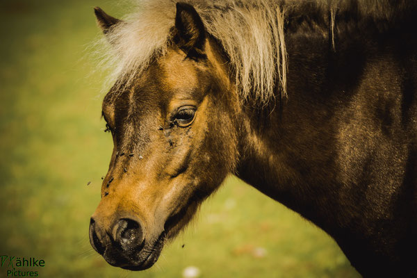 Pferd