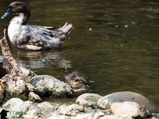 Blende: F/ 3.5 | Belichtungszeit: 1/1250sek. | ISO: 200 | Brennweite: 150mm (KB: 300mm)