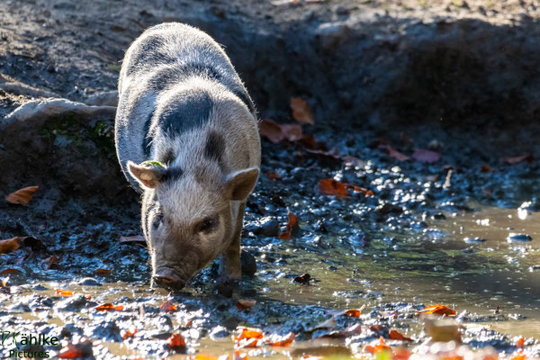 Schwein