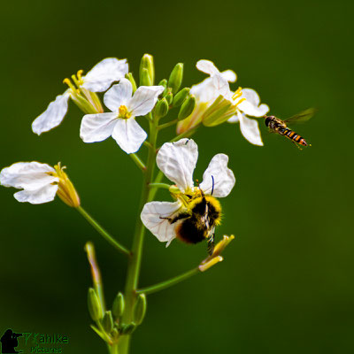 Canon 750D | Tamron 70-300 Di VC USD (300mm) | Blende: F/ 5.6 | 1/320sek. | ISO 500