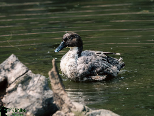 Blende: F/ 3.2 | Belichtungszeit: 1/1250sek. | ISO: 200 | Brennweite: 150mm (KB: 300mm)