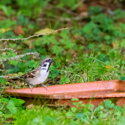 Spatz