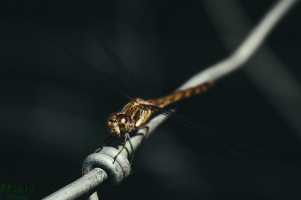 Libelle