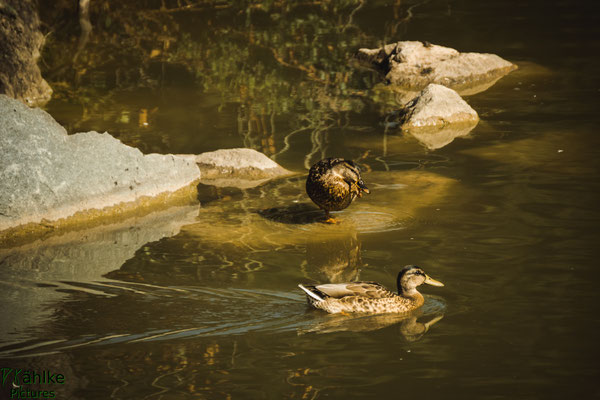 Enten