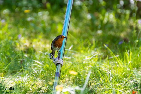 Rotkehlchen