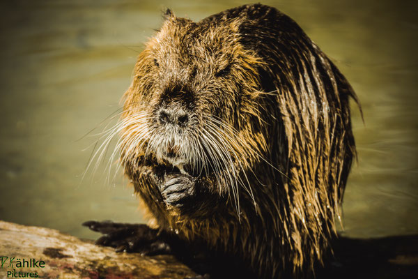 Nutria
