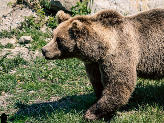 Blende: F/ 3.5 | Belichtungszeit: 1/2000sek. | ISO: 200 | Brennweite: 150mm (KB: 300mm)