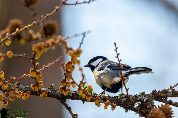 Canon 80D | Sigma 150-600 Contemporary (600mm) | Blende: F/ 6.3 | Belichtungszeit: 1/800sek. | ISO 500