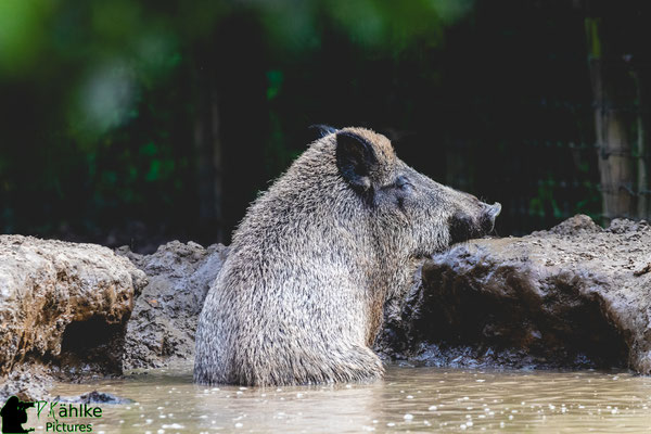 Canon 80D | Sigma 150-600mm C (562mm) | Blende: F/ 7.1 | Belichtungszeit: 1/500sek. | ISO: 1000