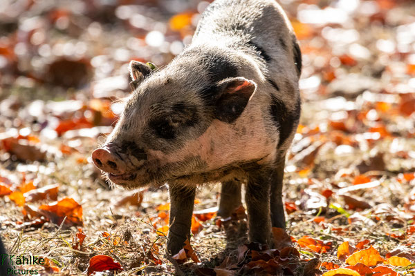 Schwein