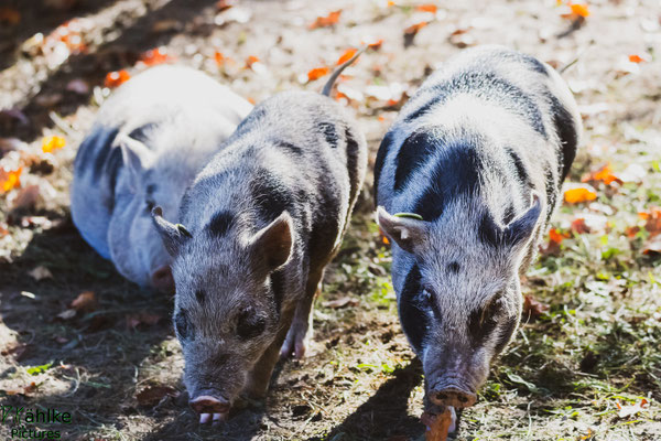 Schwein