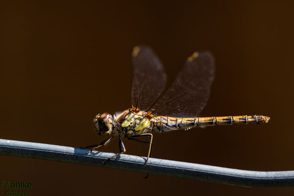 Libelle