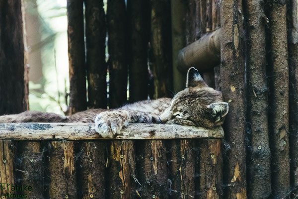 Luchs
