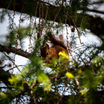 Eichhörnchen