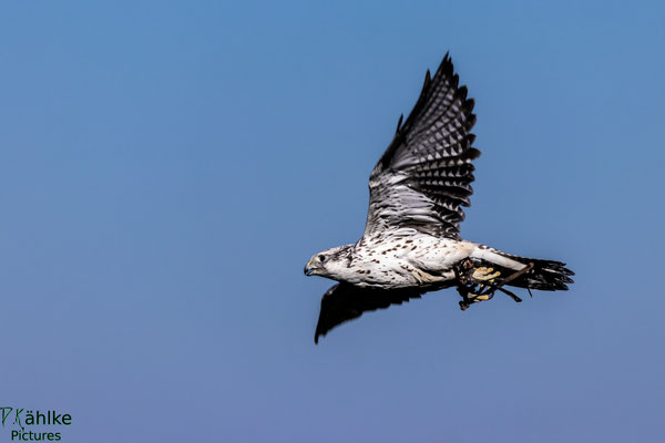 Falke