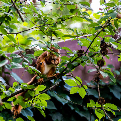 Eichhörnchen