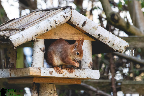 Canon 80D | Sigma 150-600 Contemporary (600mm) | Blende: F/ 6.3 | Belichtungszeit: 1/800sek. | ISO 1600