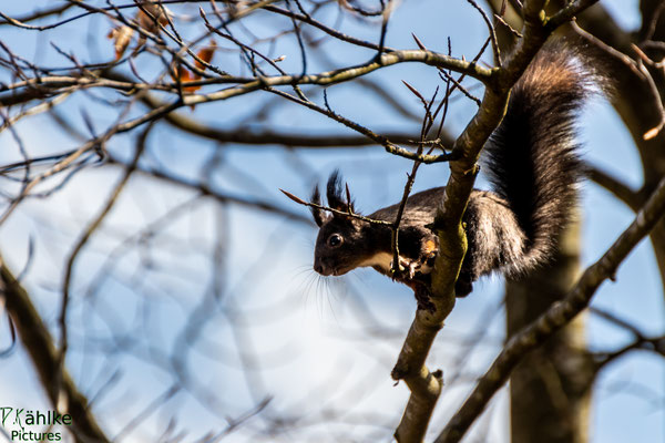 Eichhörnchen