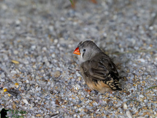 Blende: F/ 4 | Belichtungszeit: 1/320sek. | ISO: 3200 | Brennweite: 150mm (KB: 300mm)