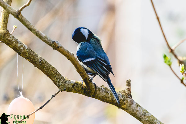 Canon 80D | Sigma 150-600 Contemporary (600mm) | Blende: F/ 6.3 | Belichtungszeit: 1/800sek. | ISO 1600