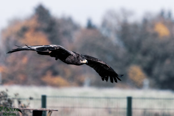 Adler
