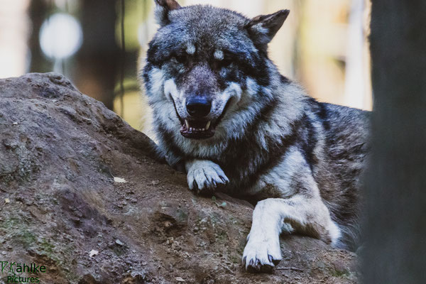 Wolf