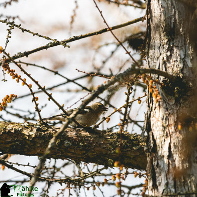 Canon 80D | Sigma 150-600 Contemporary (516mm) | Blende: F/ 6.3 | Belichtungszeit: 1/800sek. | ISO 400