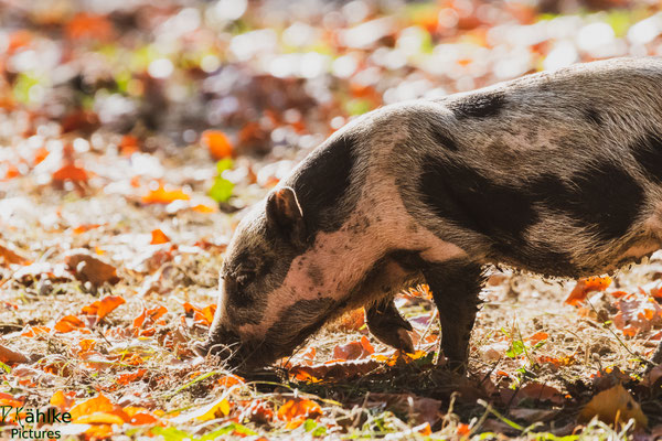 Schwein