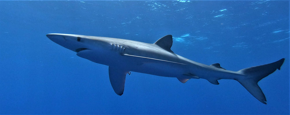 blue shark @ Azores - picture by Markus Jimi Ivan